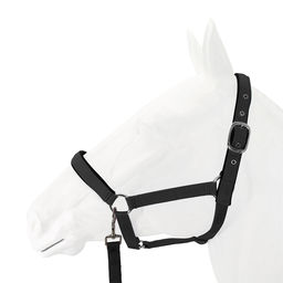 Padded Halter with Webbing Lead