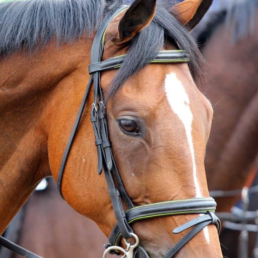English Leather Bridle with Padded Poll and Coloured Piping